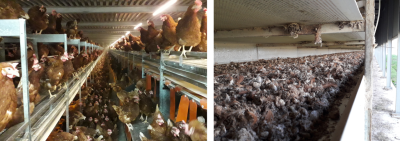 Convegno finale PSR GasFreeHens: Giovedì 18 febbraio 2021