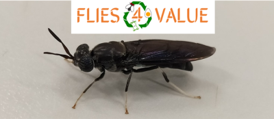 Nel progetto FLIES4VALUE le mosche soldato recuperano gli scarti agroalimentari