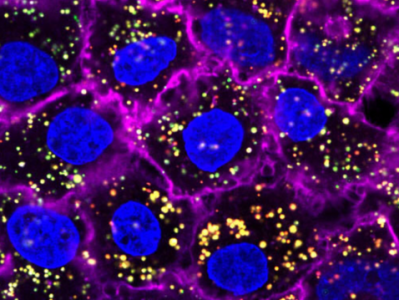 Posizione aperta per il progetto POR-FESR BiophotOmics